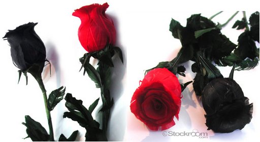 red and black feather tickler roses from The Stockroom